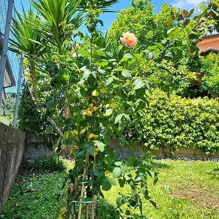 The House Of Citrus - Amazing Country House Near Viareggio Beach And Lucca Stiava Exterior photo