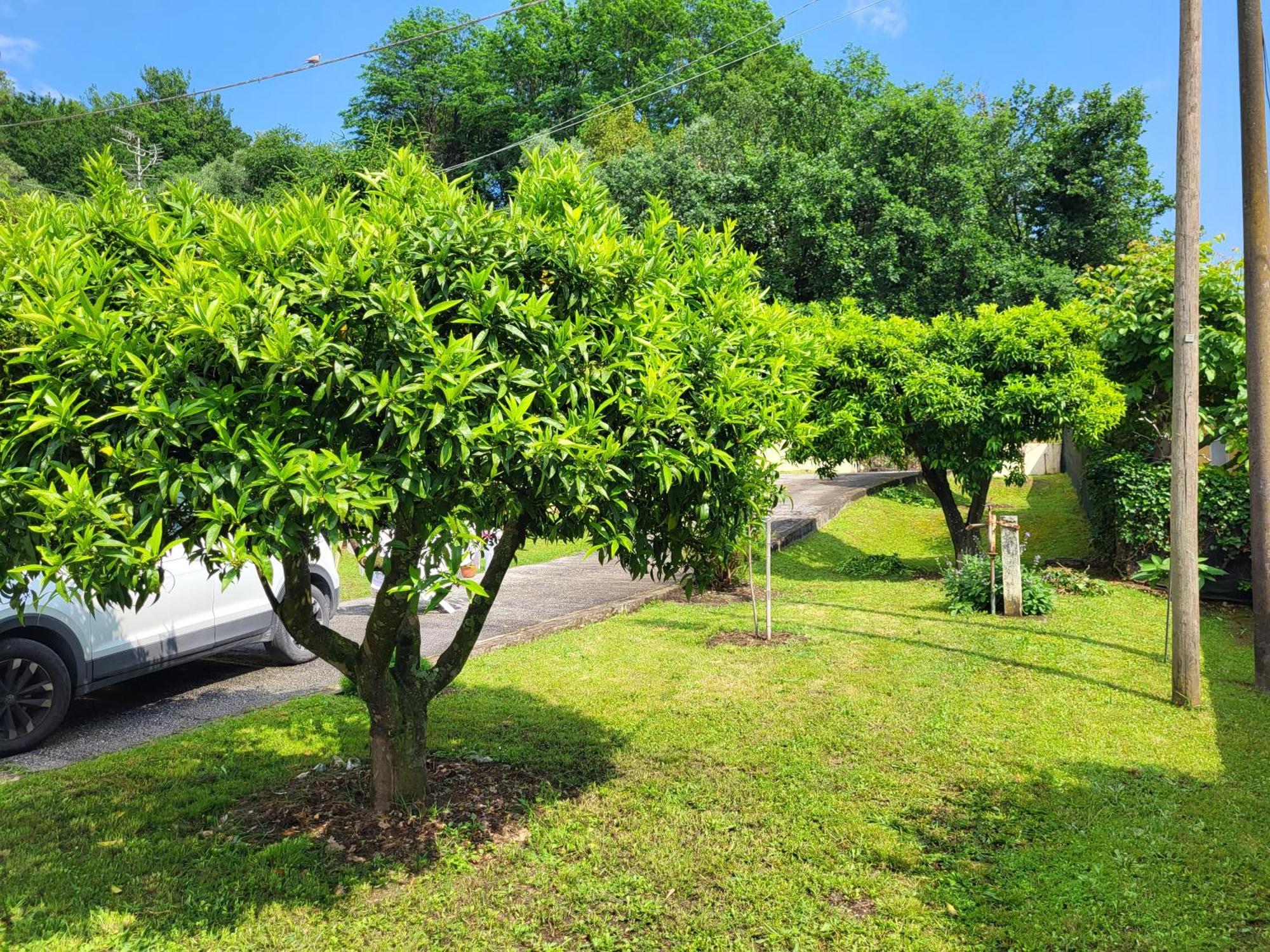 The House Of Citrus - Amazing Near Viareggio And Lucca * Stiava