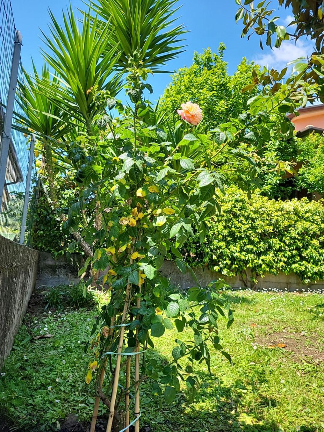 The House Of Citrus - Amazing Near Viareggio And Lucca